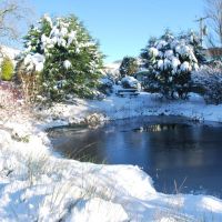 Magical wildlife pond