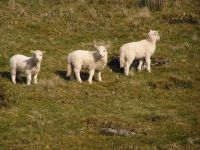 Sheep & lambs on your doorstep