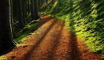 Hafod Estate walking trails