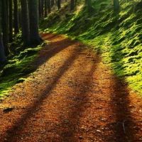 Hafod Estate - beautiful walks